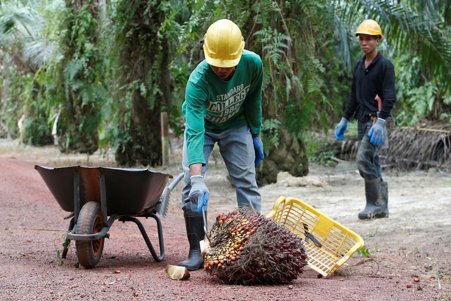 Reli Tak Terbendung, Harga CPO Masih Bakal Terbang 2020?
