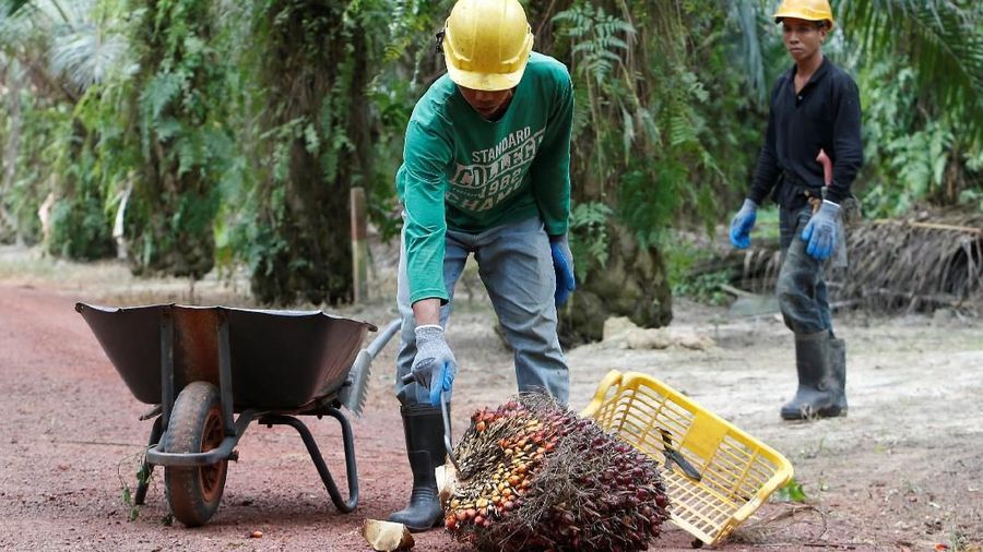 A worker unloads palm oil fruit bunches from a lorry inside a palm oil mill in Bahau, Negeri Sembilan, Malaysia January 30, 2019.  Picture taken January 30, 2019.  REUTERS/Lai Seng Sin