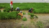 Kendati masih mempertimbangkan impor, Perum Bulog bercita-cita melakukan ekspor beras saat panen raya pada Maret 2019 nanti. Dengan catatan, bila gudang beras milik Bulog tak mampu menyerap seluruh beras produksi panen raya. (ANTARA FOTO/Oky Lukmansyah).