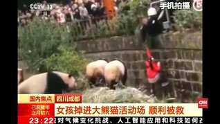 VIDEO: Momen Penyelamatan Gadis dari Kandang Panda di China