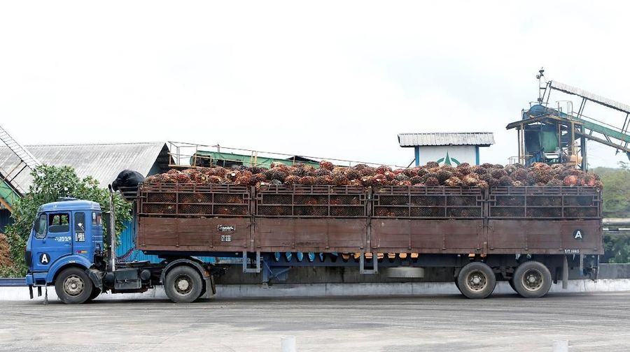 A worker unloads palm oil fruit bunches from a lorry inside a palm oil mill in Bahau, Negeri Sembilan, Malaysia January 30, 2019.  Picture taken January 30, 2019.  REUTERS/Lai Seng Sin