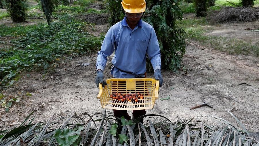 Harga minyak kelapa sawit mentah (CPO) pada penutupan perdagangan Rabu kemarin (27/2/2019) kembali menyentuh titik terendahnya sejak awal tahun 2019.