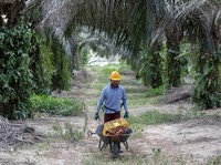 Investor Khawatir Banjir Pasokan, Harga CPO Menyusut