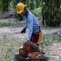 Harga Sawit Jeblok, Laba Astra Agro Bakal Turun di 2018