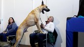 Seekor anjing lainnya, ras schipperke bernama Colton juga mencetak kemenangan di grup lain. (REUTERS/Andrew Kelly)