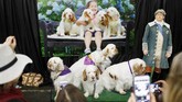 “Tampil adalah hal terfavoritnya di dunia,” kata Christa Cook, pemilik Colton. (REUTERS/Andrew Kelly)