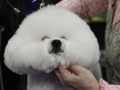 Studi: Orang Obesitas Cenderung Punya Anjing Obesitas