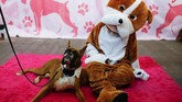 Kontes Westminster Kennel Club adalah acar olahraga tertua di AS setelah pacuan kuda Kentucky Derby. (REUTERS/Andrew Kelly)