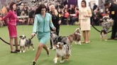Hampir 3.000 anjing mengikuti kompetisi anjing terbaik yang paling bergengsi di dunia. (REUTERS/Andrew Kelly)
