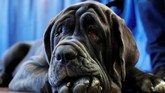 Romeo, adalah salah satu anjing yang ikut berpartisipasi dalam kontes anjing terbaik di AS. (REUTERS/Andrew Kelly)