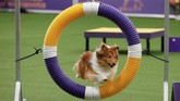 Seekor anjing dachshund berambut panjang, seekor anjing Havanese, schipperke, dan bouvier des Flandres memenangkan kompetisi kelompok anjing di Westminster Kennel Club Dog Show tahunan ke-143. (REUTERS/Andrew Kelly)