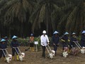 Konflik Lahan Masih Terjadi, Warga Jambi Sindir Jokowi