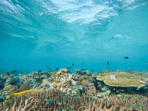 Bom Ikan Mengancam Terumbu TN Komodo!