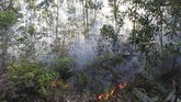 Api membakar semak belukar dan pepohonan akasia di kawasan hutan konservasi, Medang Kampai, Dumai, Riau, 3 Februari 2019. BMKG Stasiun Pekanbaru mendeteksi 49 titik panas sebagai indikasi terjadinya kebakaran lahan dan hutan di Provinsi Riau. (ANTARA FOTO/Aswaddy Hamid)