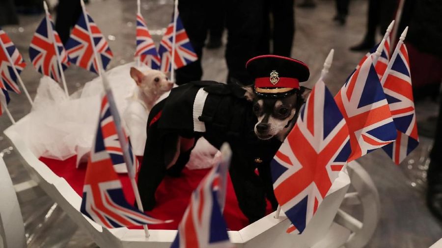 Peragaan busana tahunan terbesar untuk hewan peliharaan berlangsung dalam acara Pet Fashion Show ke-16 di New York