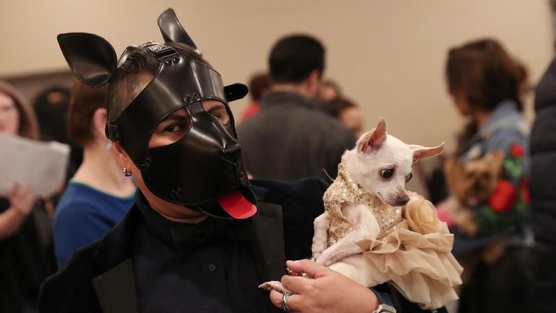 Peragaan busana tahunan terbesar untuk hewan peliharaan berlangsung dalam acara Pet Fashion Show ke-16 di New York