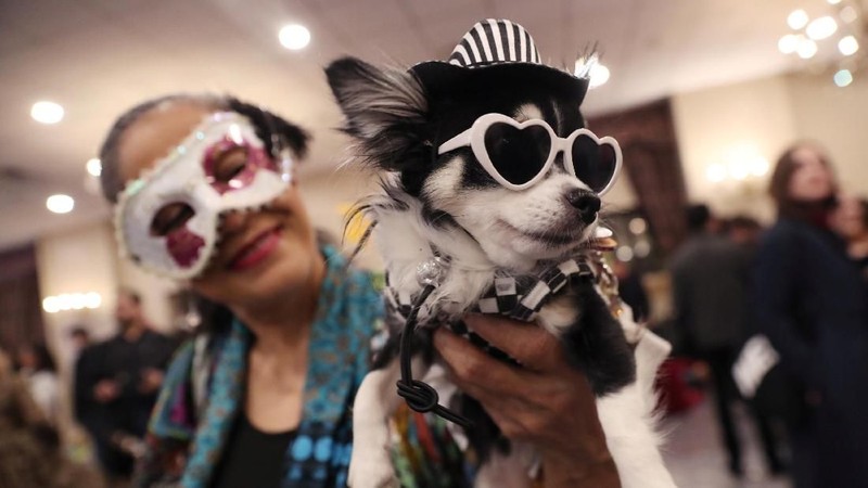 Peragaan busana tahunan terbesar untuk hewan peliharaan berlangsung dalam acara Pet Fashion Show ke-16 di New York