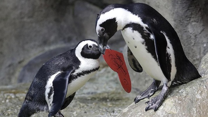 An African penguin carries a heart shaped valentine handed out by aquarium biologist Piper Dwight to its nest at the California Academy of Sciences in San Francisco, Tuesday, Feb. 12, 2019. The hearts were handed out to the penguins who naturally use similar material to build nests in the wild. (AP Photo/Jeff Chiu)