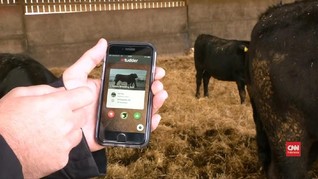 VIDEO: Tudder, 'Tinder' Khusus Sapi Kesepian