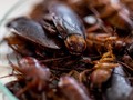 10 Cara Ampuh dan Mudah untuk Basmi Kecoak di Rumah