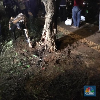 Diduga Petasan, Ini Penampakan Pohon yang Kena Ledakan