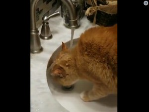 Video: Jangan Beri Minum Anabul dengan Air Mentah, Ini Risikonya!