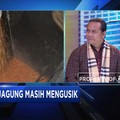 Soal Impor Jagung, Benarkah Klaim Jokowi?