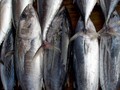 Manfaat Kesehatan Mengonsumsi Ikan Tongkol