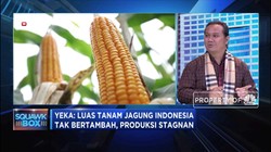 Ini Tantangan Pemerintah Untuk Swasembada Jagung