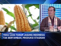 Ini Tantangan Pemerintah Untuk Swasembada Jagung
