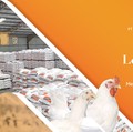 Laba Japfa 2022 Jeblok 29% ke Rp1,4 T, Padahal Penjualan Naik