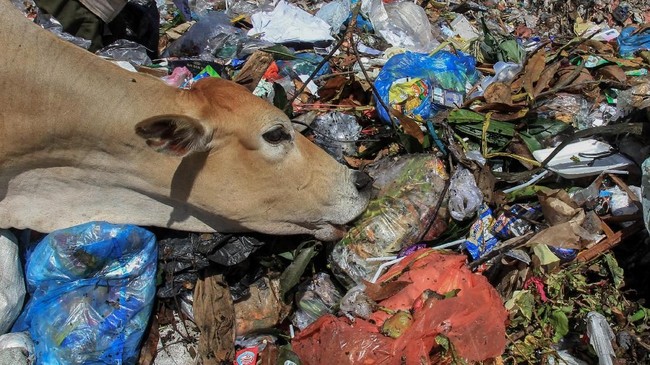 Foto Pemandangan Miris Sapi Pemakan Sampah