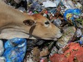 FOTO: Pemandangan Miris Sapi Pemakan Sampah