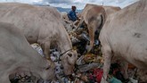 Sapi memakan sampah di Tempat Pembuangan Akhir (TPA) Desa Mata Ie, Kecamatan Meureuboe, Aceh Barat, Aceh, Rabu (23/1). (ANTARA FOTO/Syifa Yulinnas)