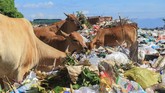 Sapi memakan sampah di Tempat Pembuangan Akhir (TPA) Desa Mata Ie, Kecamatan Meureuboe, Aceh Barat, Aceh, Rabu (23/1). (ANTARA FOTO/Syifa Yulinnas)