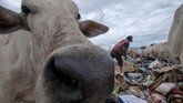 Pemulung berjibaku dengan sapi ternak untuk mendapatkan sampah di Tempat Pembuangan Akhir (TPA) sampah Kawatuna, Palu, Sulawesi Tengah, Selasa, (29/1). Ribuan ternak sapi milik warga sengaja dilepas ke tempat sampah untuk mencari makan demi menekan ongkos pakan. (ANTARA FOTO/Basri Marzuki)