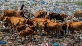 Sejumlah sapi digembalakan di tumpukan sampah di Tempat Pembuangan Akhir (TPA) Alue Lim, Lhokseumawe, Aceh, Selasa (15/1). (ANTARA FOTO/Rahmad)