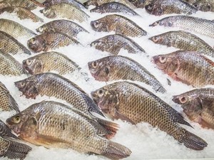 Heboh Temuan Cacing dalam Daging Ikan, Apakah Berbahaya?