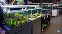 tap safe for cold water fish