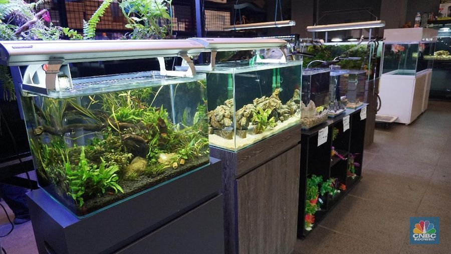 Aldino Rafiq, seorang aquascaper dari Happy Fish Indonesia, menceritakan awal mula kecintaanya pada dunia aquascape.
