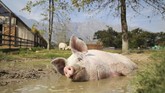 Nyawa Pigcasso sebenarnya nyaris habis di tangan penjagal. Ia dikirim ke rumah jagal oleh sebuah perusahaan daging di Afrika Selatan pada usia empat minggu. (REUTERS/Sumaya Hisham)