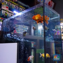 Bisnis Aquascape Bisa Cuan Rp 180 Juta/Bulan, Caranya?