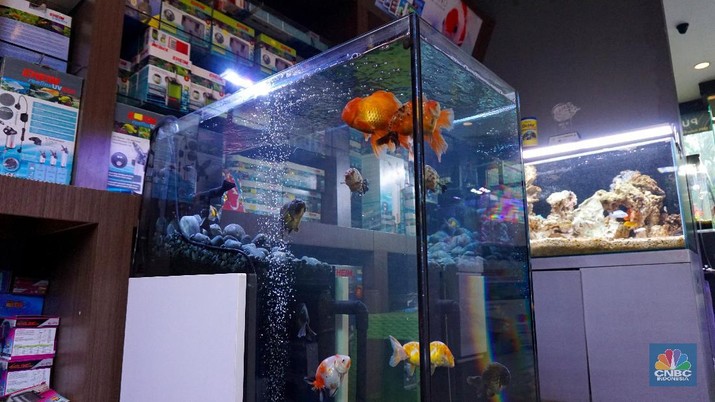 Bisnis Aquascape Bisa Cuan Rp 180 Juta/Bulan, Caranya?