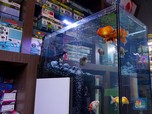 Bisnis Aquascape Bisa Cuan Rp 180 Juta/Bulan, Caranya?