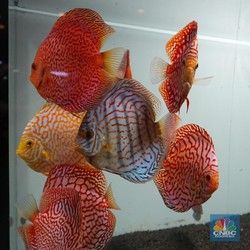 Ini Dia! 10 Ikan Hias Buat Aquascape Jadi Tambah Cantik