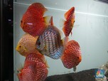 Ini Dia! 10 Ikan Hias Buat Aquascape Jadi Tambah Cantik