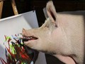 FOTO: Torehan Kuas Pigcasso, Babi Pelukis dari Afrika Selatan