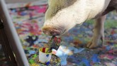 Lukisan-lukisan Pigcasso disebut beraliran abstrak. Warna-warni yang ia hasilkan membuat takjub, apalagi setelah tahu bahwa pelukisnya seekor babi. (REUTERS/Sumaya Hisham)