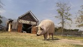 Pigcasso sudah punya pameran lukisan sendiri, bertajuk ‘Oink!’ yang sudah keliling Eropa. Prancis, London, Berlin, dan Amsterdam sudah dikunjungi Pigcasso. (REUTERS/Sumaya Hisham)
