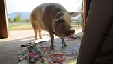 Pigcasso, demikian ia dinamai berdasarkan pelukis ternama Pablo Picasso. (REUTERS/Sumaya Hisham)